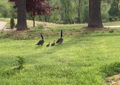 They are back for spring, Maryland by Mary