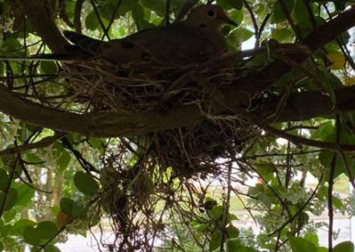 Bird Nesting, Virginia by Ryan