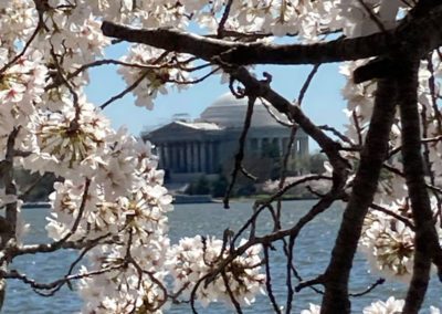 Blossoms, DC by Rachel