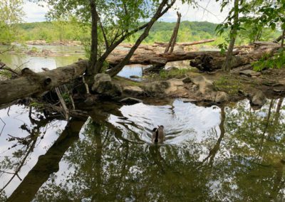 Goose, Falls Church, VA by Diann