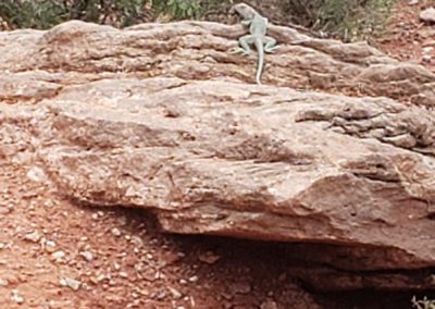 Lizard, Louisiana by Tinkle - Silverstone