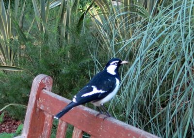 Pieklark, Australia by Green