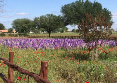 Summer Flowers, North Texas by Marsha