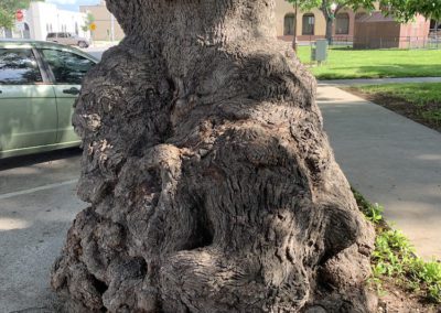 Gnarly, Texas, USA by Diann