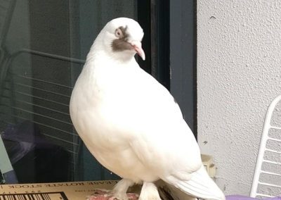 A Visitor, Australia by Jo