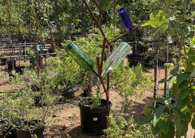 Bottle Tree, Cedar Park By Diann