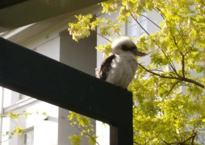 Kookaburra, Australia By Jo Green