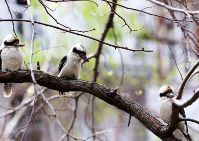 Kookaburra Birds - Australia By Jo