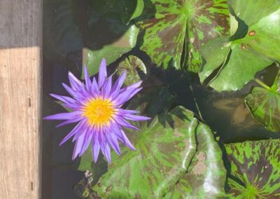 Lilac Beauty - Austin, Texas, USA by Diann