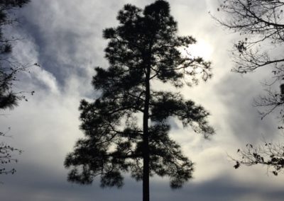 Tree Sky - Livingston Lake by Diann