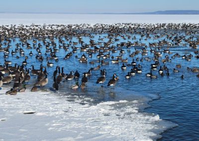 Bird Gathering - Wisconsin, USA by Coy